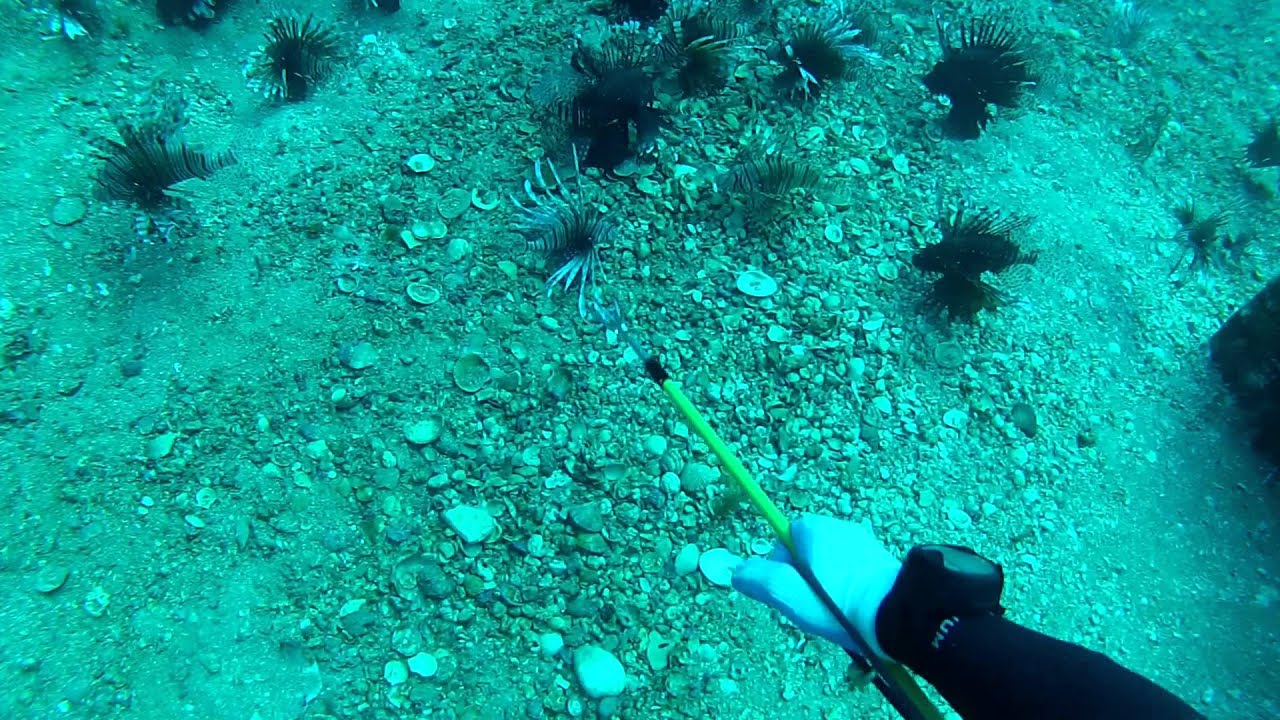 Lionfish Airplane; Pensacola Florida, Gulf of Mexico
