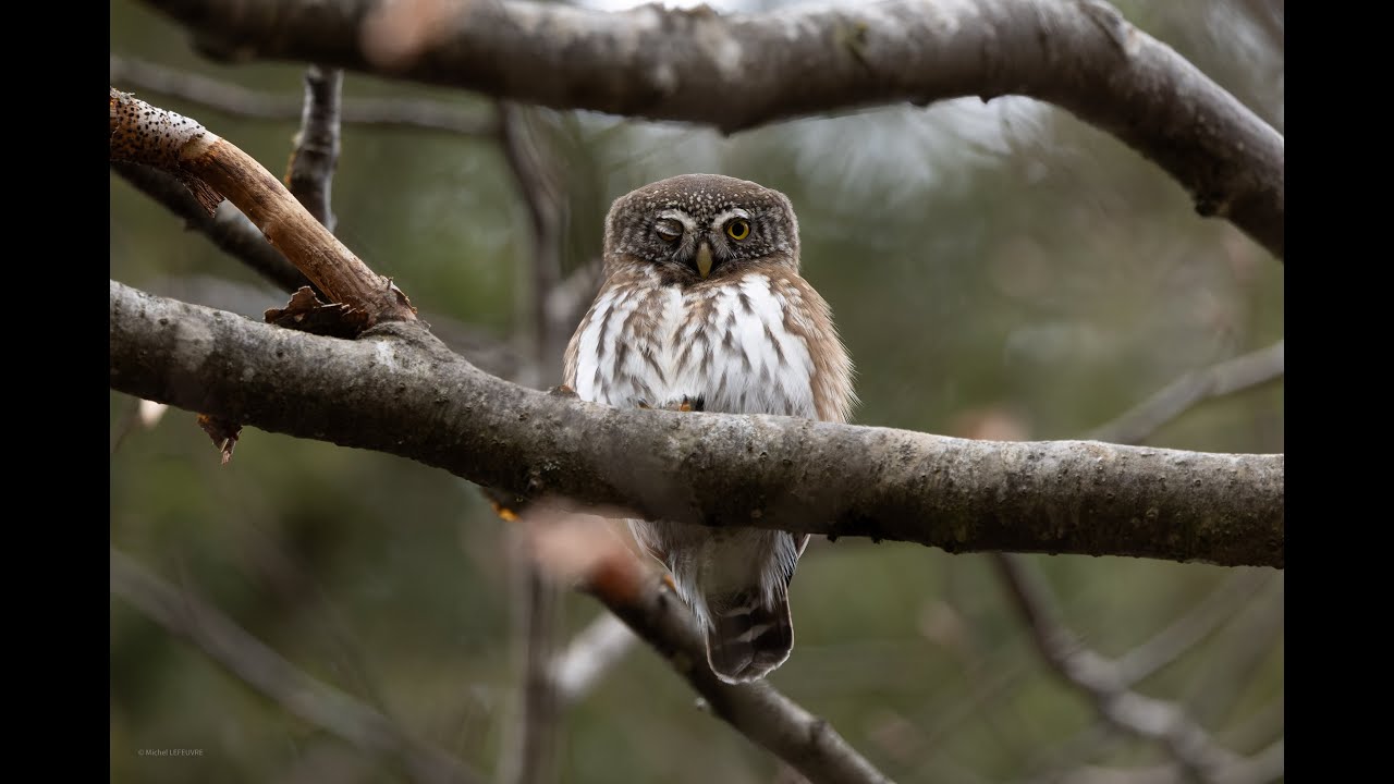 La Chev&ecirc;chette dans le Haut Jura / Tiny owl in the Jura mountains.