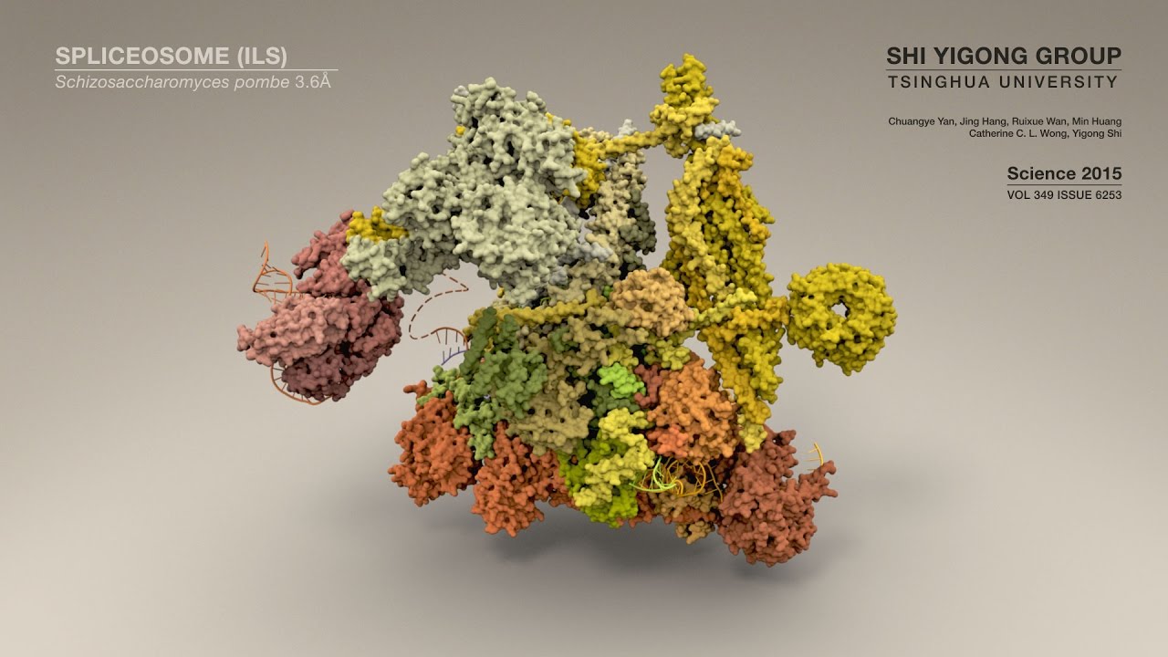Structure of a Spliceosome: Molecular Framework for Understanding Pre-mRNA Splicing