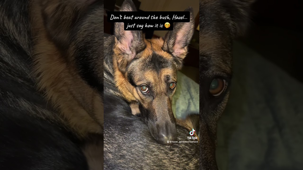 #doglover #gsd #tiktok #dog #germanshepherd #pets #tiktokviral #funny #shorts#fypシ #bitch#lol#lmao
