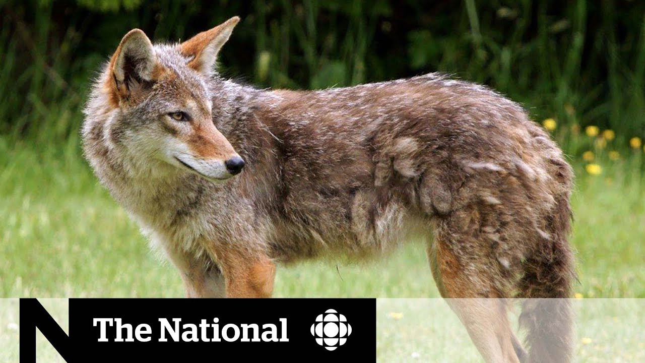 Coyote attacks force Vancouver’s Stanley Park to close at night
