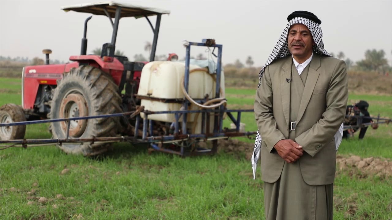 فقرة عن مكافحة ادغال الحنطة