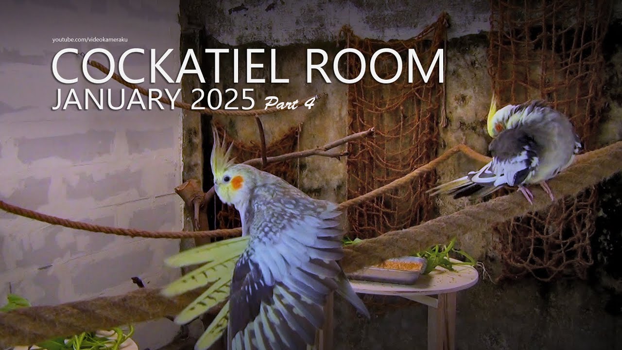 Cockatiel Room: January 2025 - Part 4