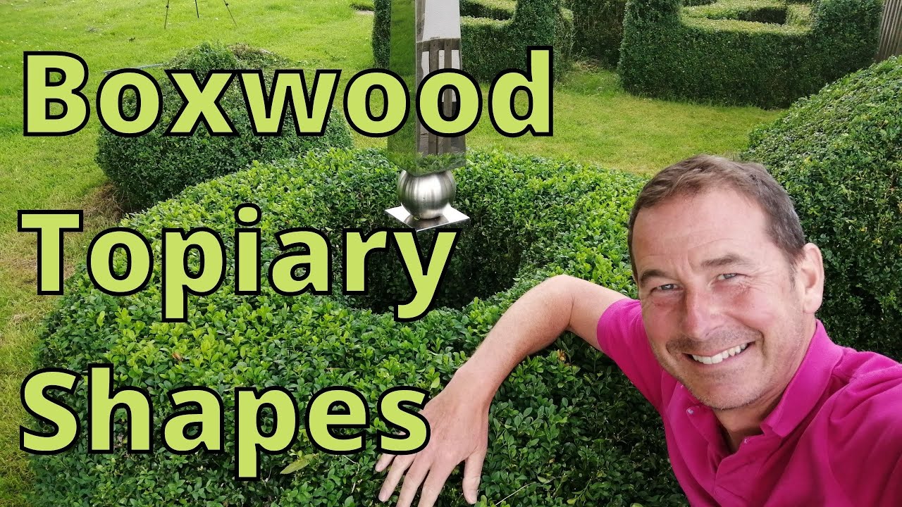 Topiary. Boxwood. Shapes.