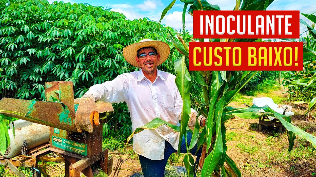 Silagem de MILHO com parte Aérea da MANDIOCA com INOCULANTE Custo Baixo!