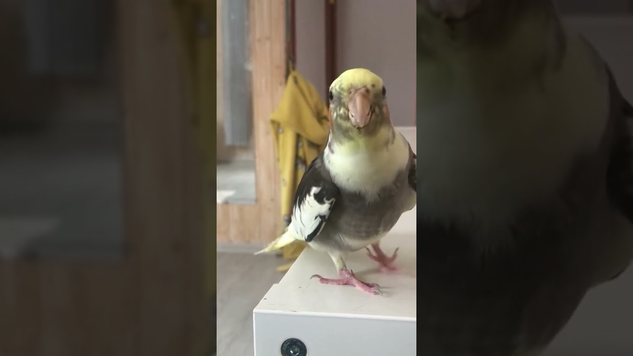 Корелла разговаривает )#говорящийпопугай#корелла#cockatiel#parrot