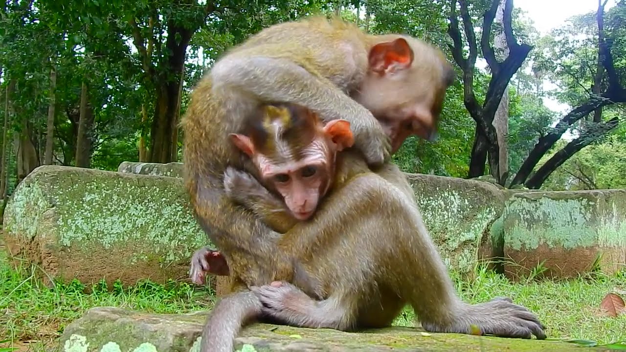 A Gentle Update on Monkey Candy’s Day