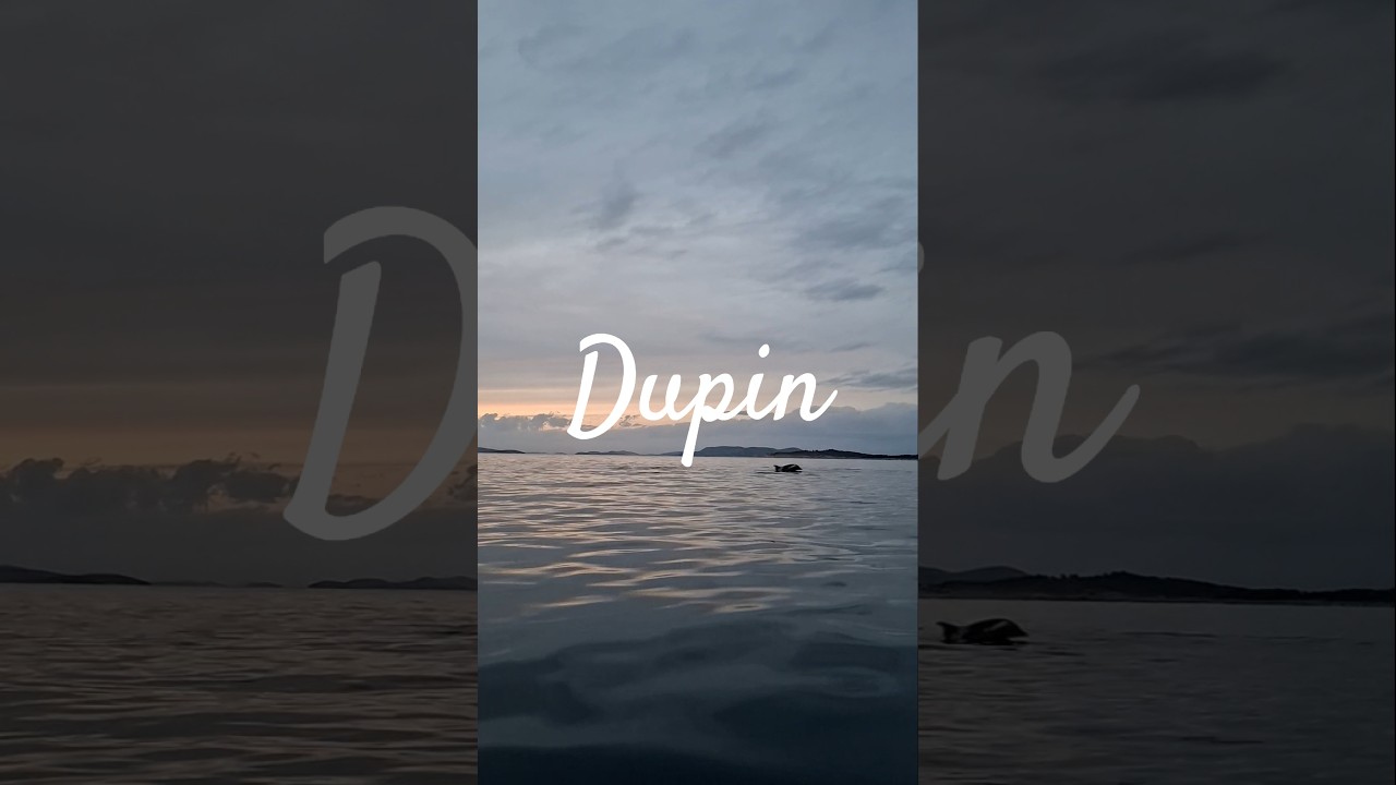 🐬🌅 Dupini u zalasku sunca 🐬🌅 