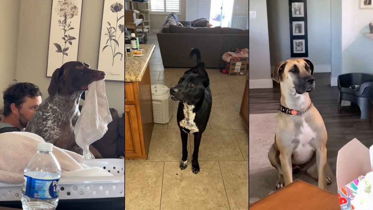Dogs without a manual