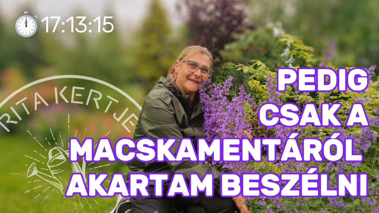 Ez a növény nem csak a macskák kedvence — így varázsolja illatossá a kerted!