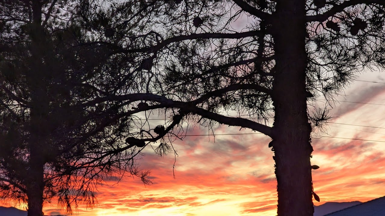 MOJAVE DESERT CREATURES OF THE NIGHT) NATURE SHOW #mojavedesert#nature#squirrels#birds