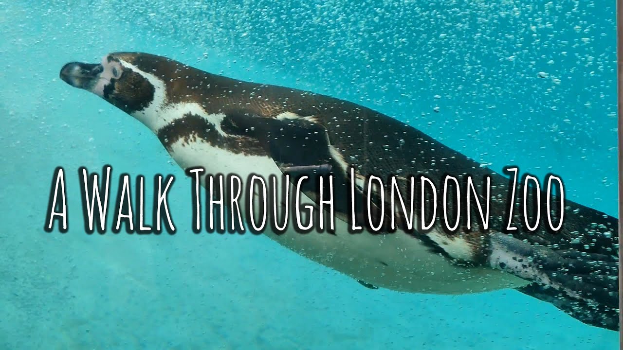 A Walk through London Zoo