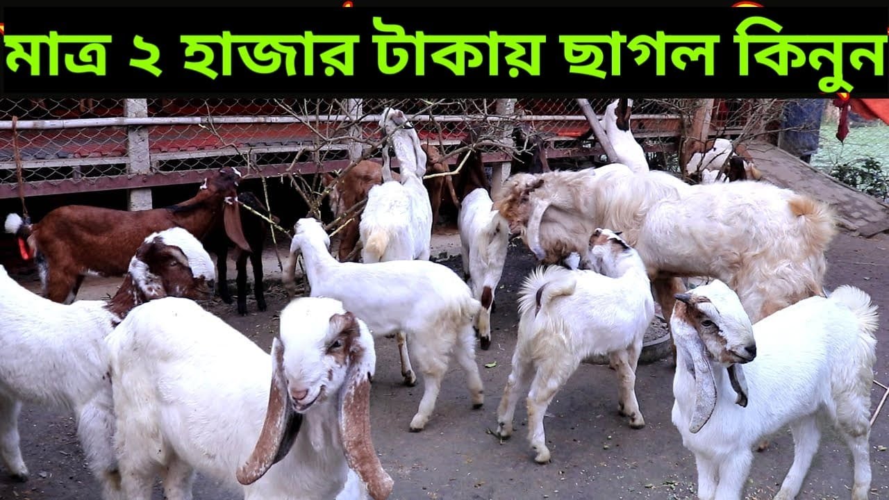মাত্র ২ হাজার টাকায় ছাগল কিনুন | ক্রস ও যমুনাপাড়ি ছাগলের দাম | ছাগলের খামার | Khadija goat farm