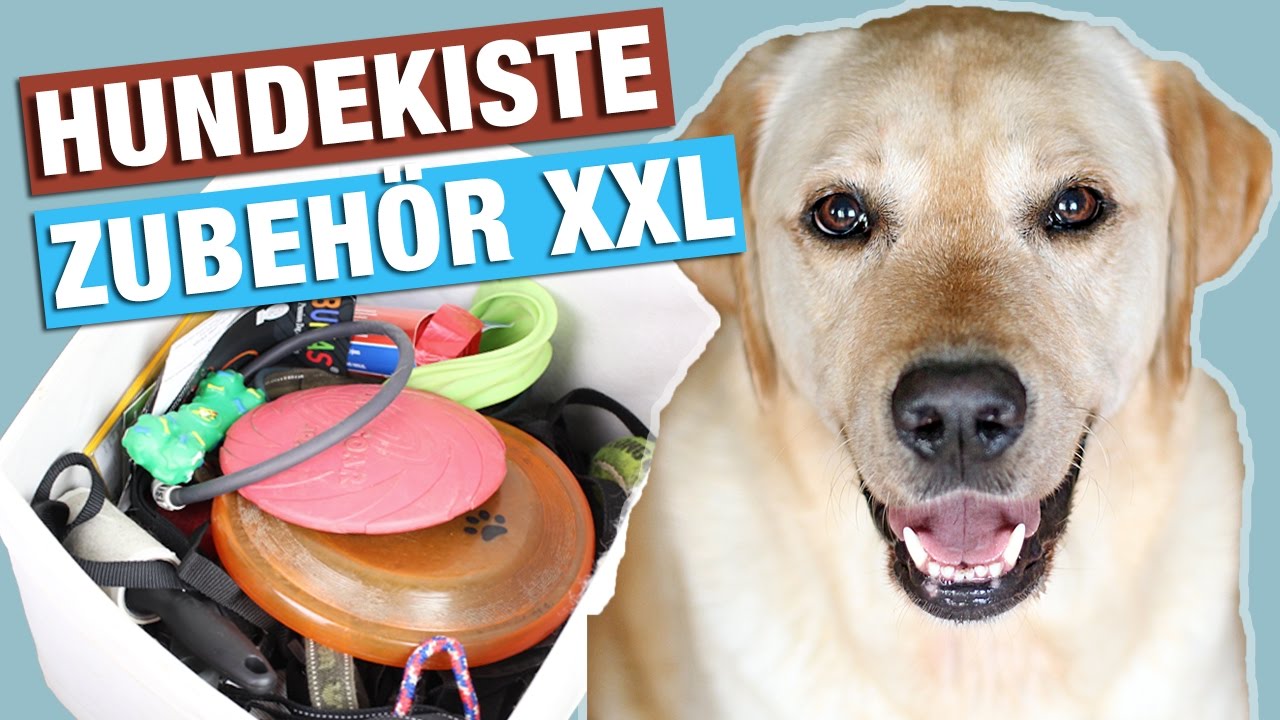 Hundezubehör XXL HAUL | Hundespielzeug, Pflege, Halsband, uvm | Labrador Hunde