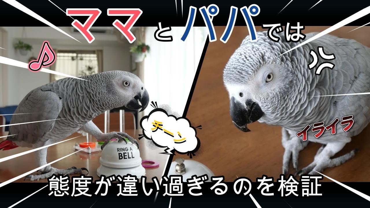 【驚き】態度が激変⁉ママとパパとで態度の違いを検証‼人を見て態度を変えるインコ