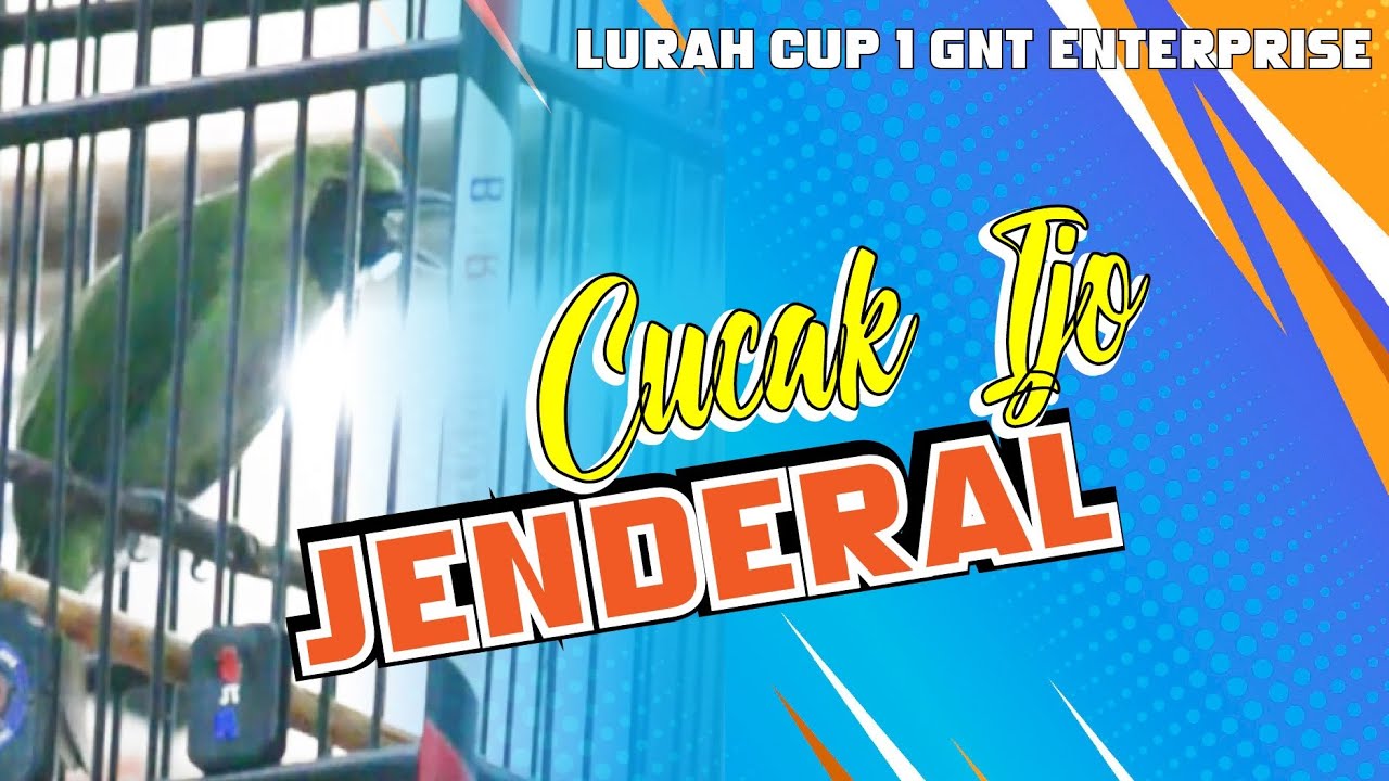 NGUNCI dari awal CUCAK IJO JENDERAL di Lurah CUP 1 G&T Enterprise Pondok Cabe By HoBi ID