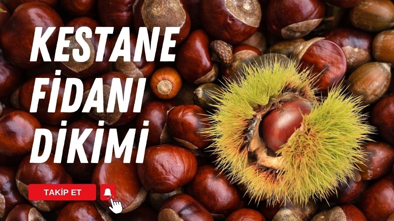 KESTANE FİDANI DİKİMİ NASIL YAPILMALI | BAHÇEDEN
