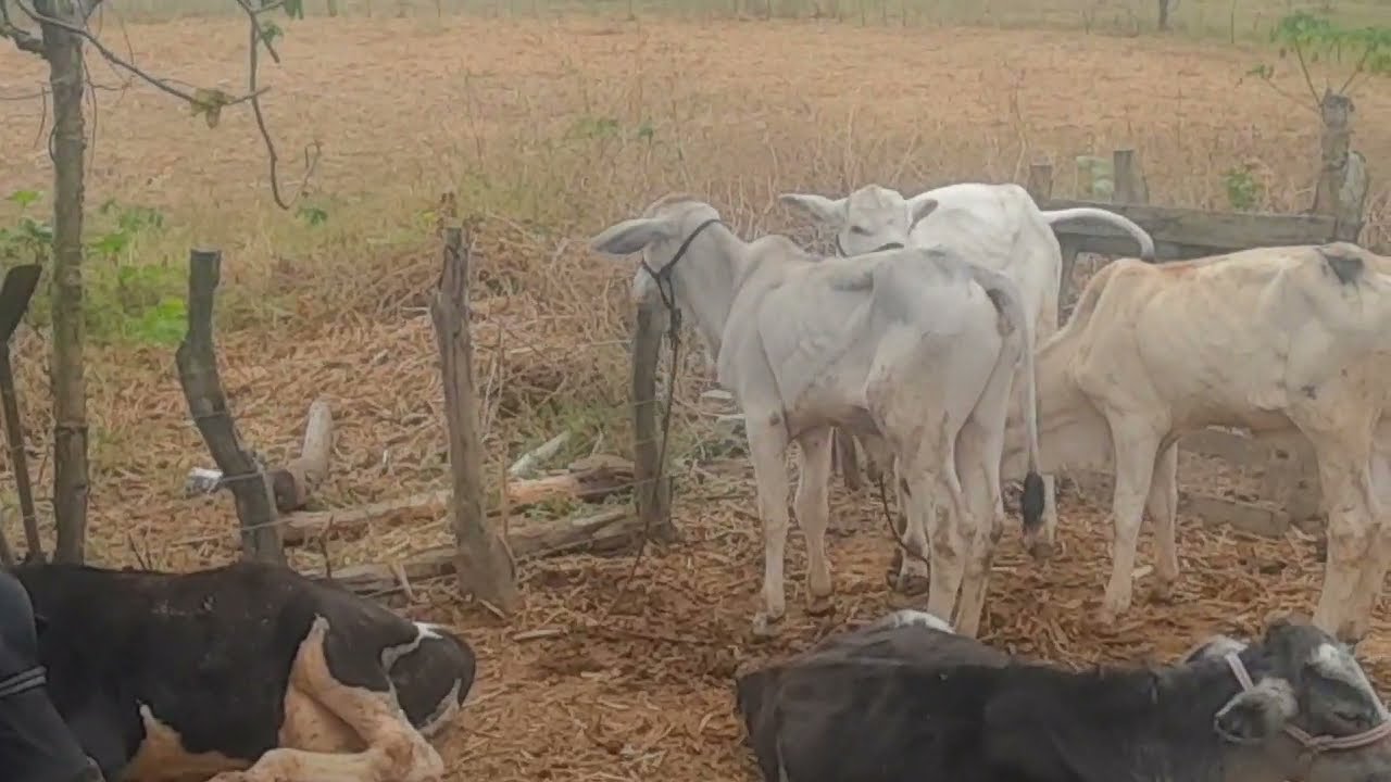 COMO AMANSAR BEZERROS MAIS R&Aacute;PIDO