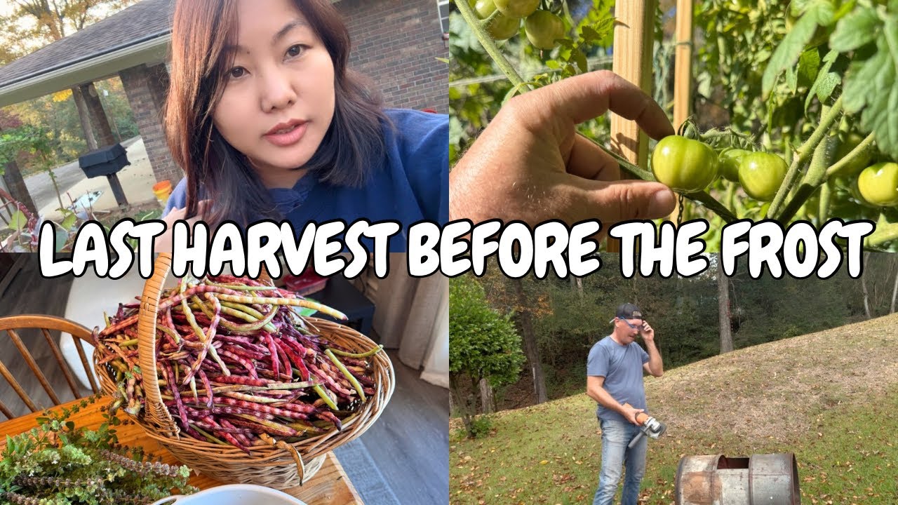Last Harvest For This Year! Sad Ending🫩