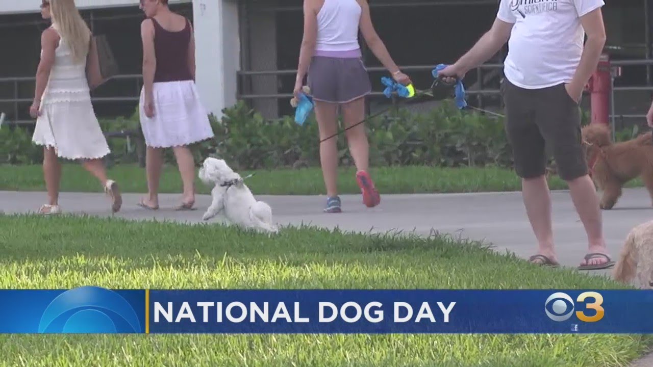Aug. 26 Is National Dog Day