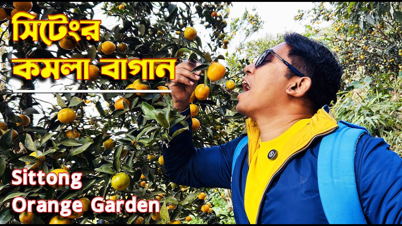 কেমন লাগছে  সিটং এর কমলা বাগান । এখান কার বেষ্ট Homestay কোনটা ?