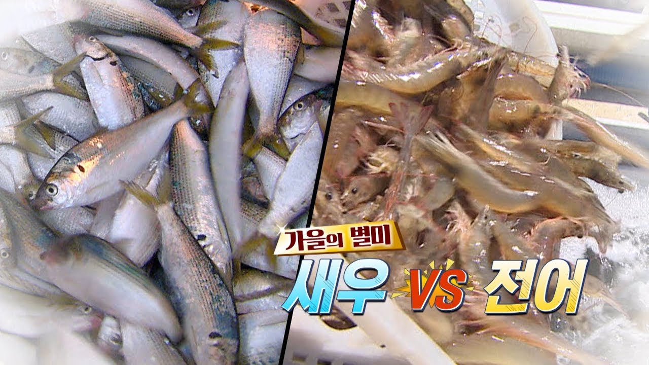 새우vs전어, 최고의 가을별미는? 답은 이미 정해져있다, 둘 다 드세요! [전국시대]