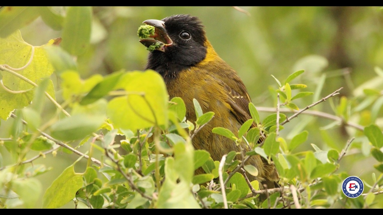 The Crimson-collared Grosbeak at the Edinburg World Birding Center!