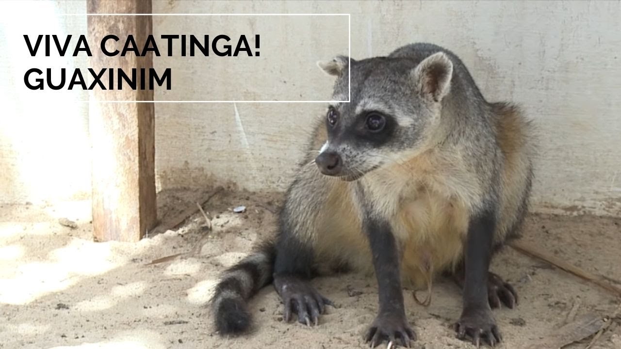 Viva Caatinga! Guaxinim