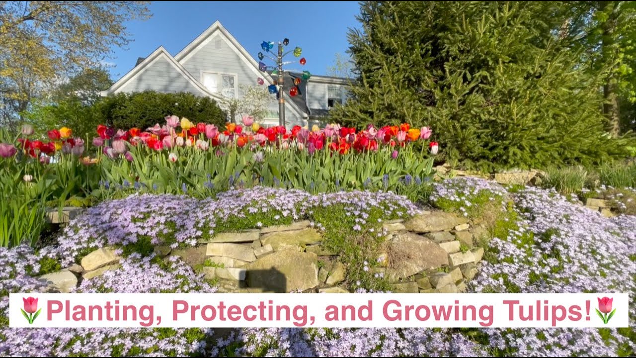 🌷Planting, Protecting, and Growing Tulips!🌷