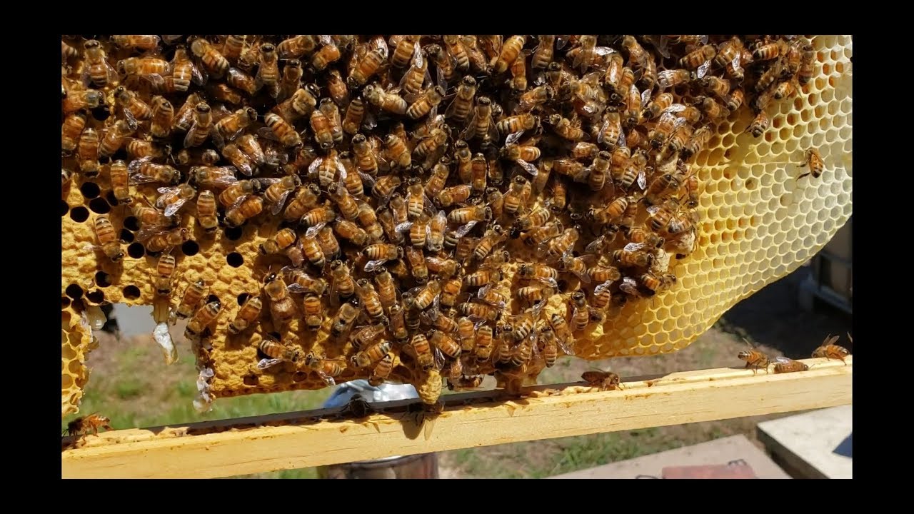 Cutting Queen Cells For Splits Virgin Queens Start Fighting