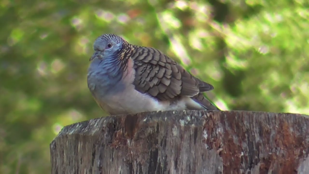 Bar-shouldered dove