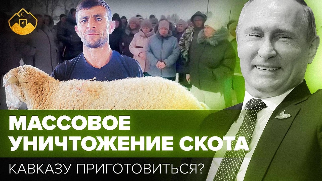 Карантин ждет и Кавказ: правда о массовом уничтожении животных