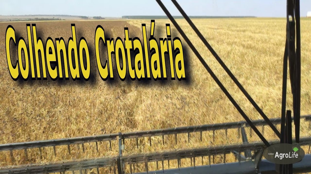 Colhendo CROTALÁRIA