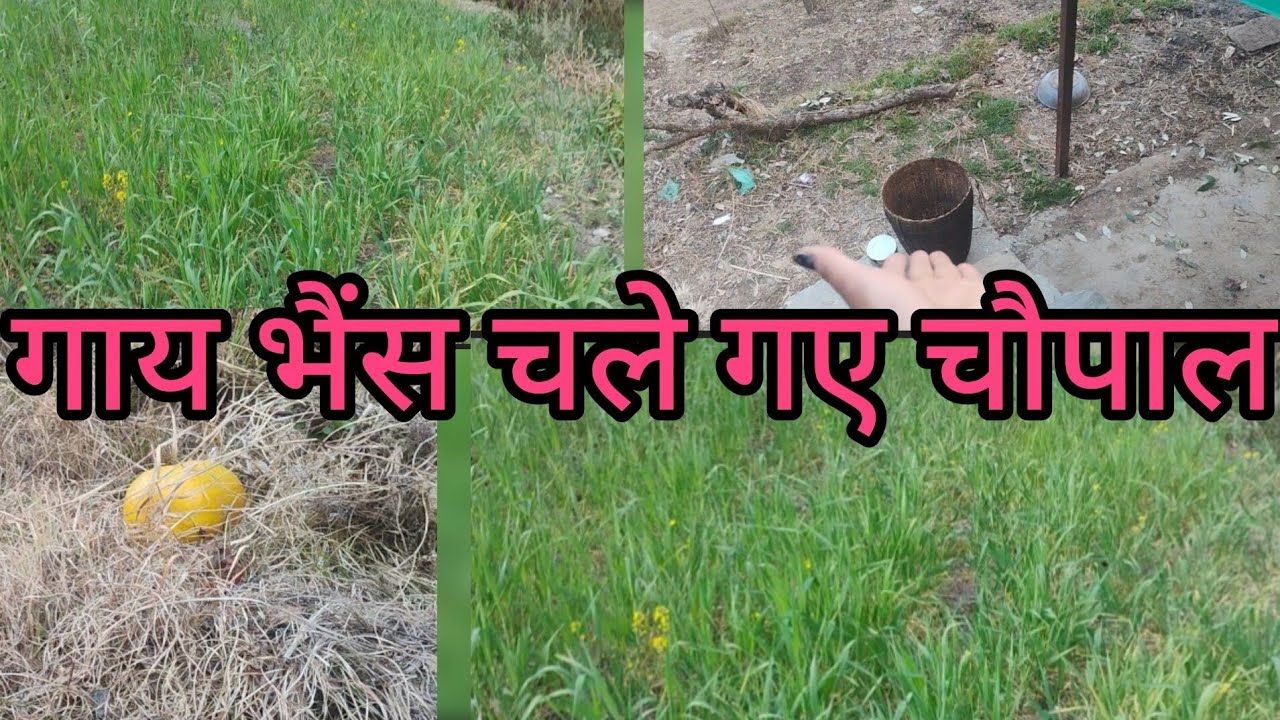 आज गाय भैंस चले गए चौपाल #funny #gayatri #youtube 🤗🤗🤗🤗🤗🤗🤗🤗🤗