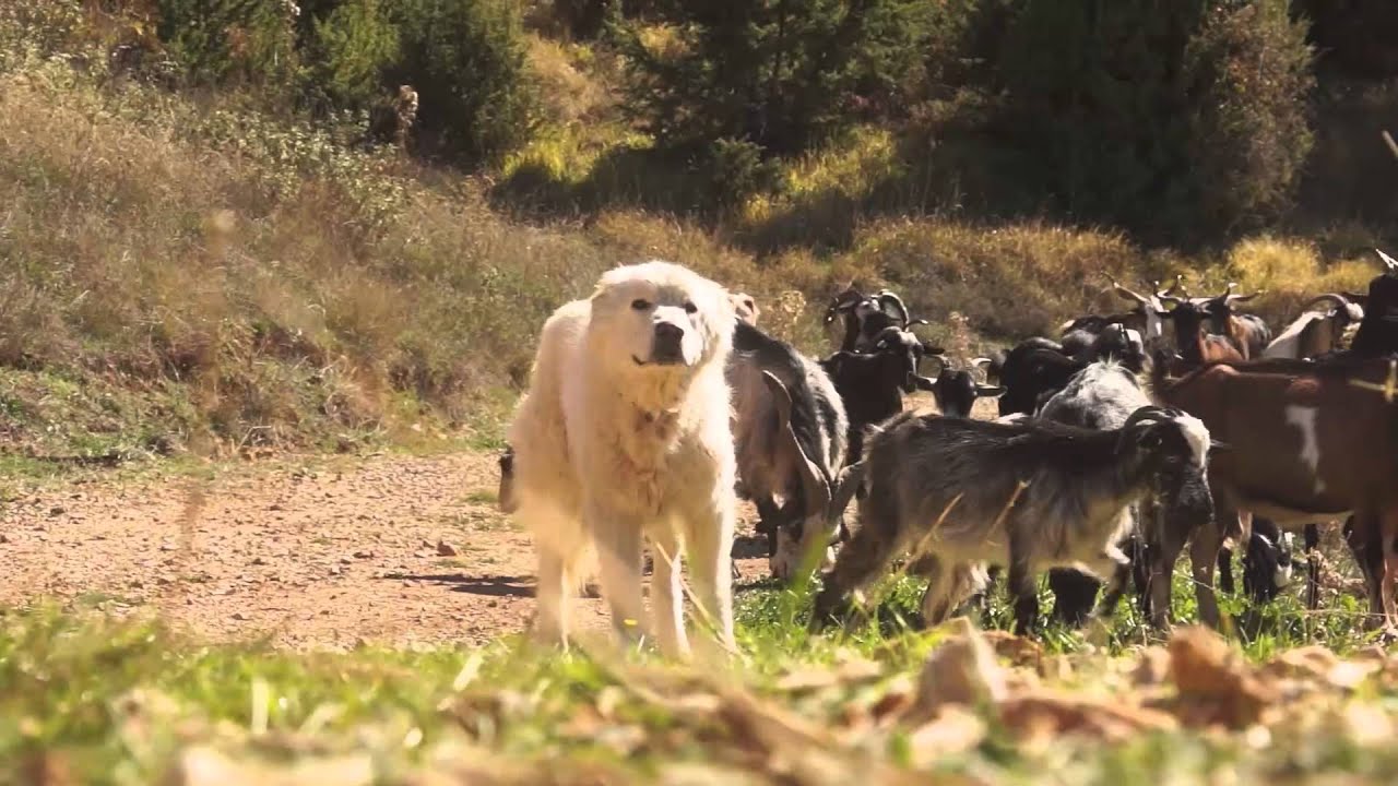 Ασημάκης. Κοπάδι στη Γραβιά...