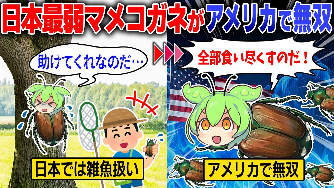 日本では子供のおもちゃだったマメコガネがアメリカで大暴れ！農作物を食い尽くす生態の変化とは？【ずんだもん＆ゆっくり解説】