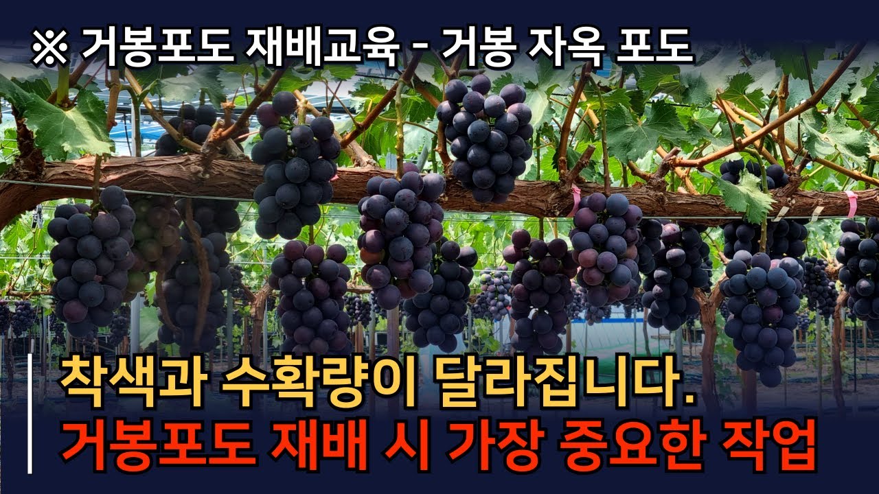 거봉포도재배, 핵심 작업은 이것입니다. 거봉포도착색과 수확량이 달라집니다.