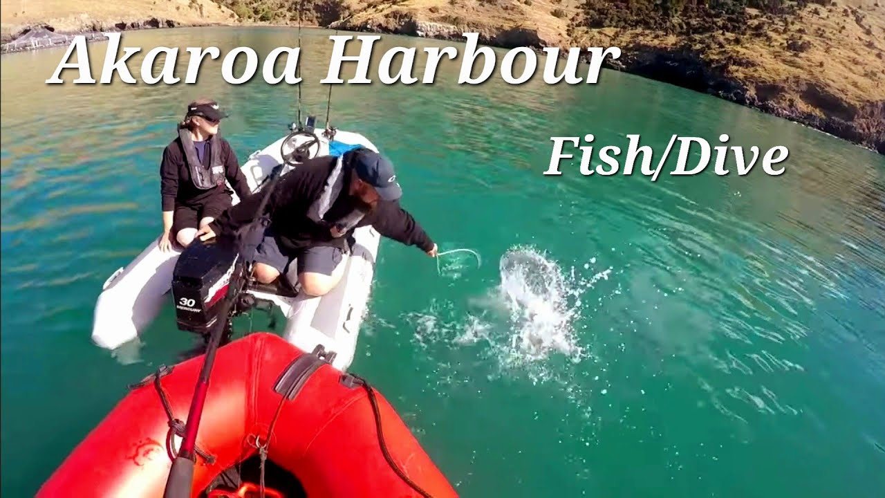 Fishing and Diving in Akaroa Harbour | surprise escapee salmon!