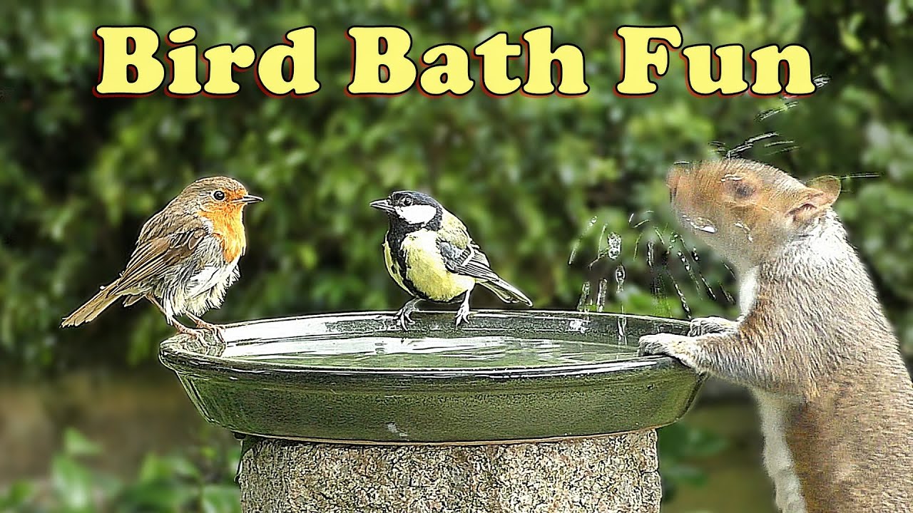 Birds for Cats To Watch in The Bird Bath ( Occasionally Joined by A Cheeky Squirrel )