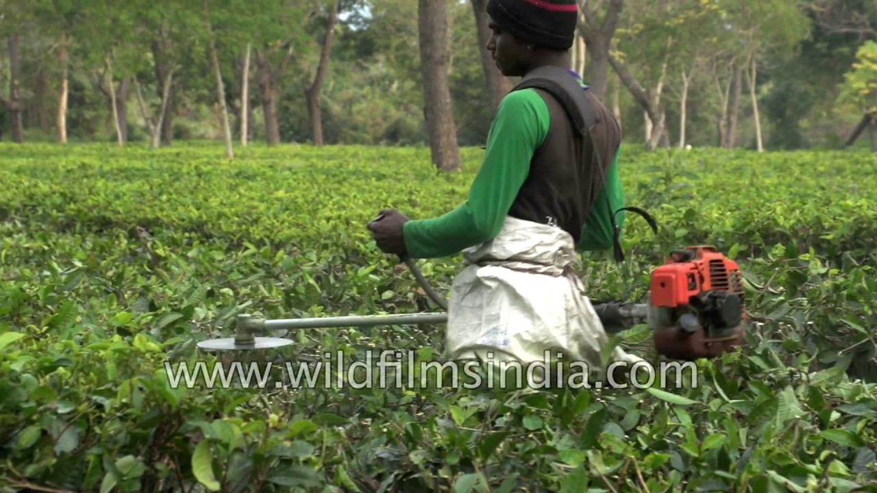 Pruning tea bushes in a mechanized fashion