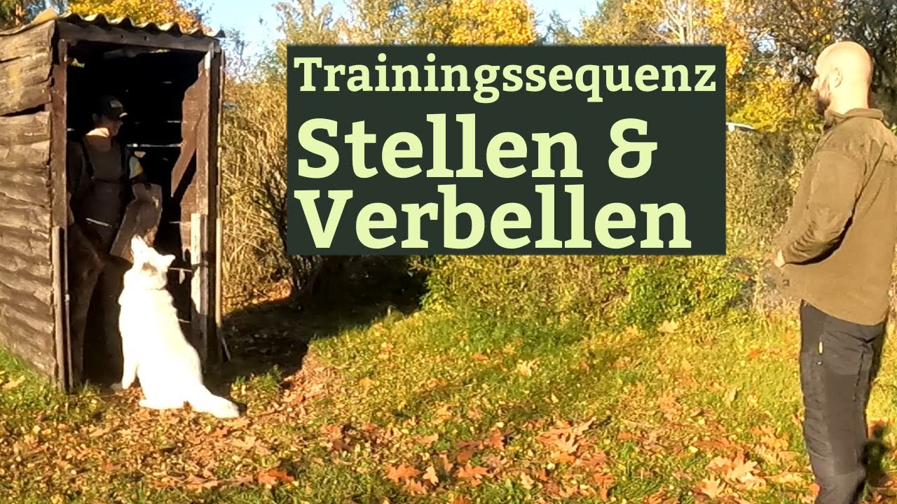 Training Stellen und Verbellen - Schutzhundesport Weißer Schäferhund