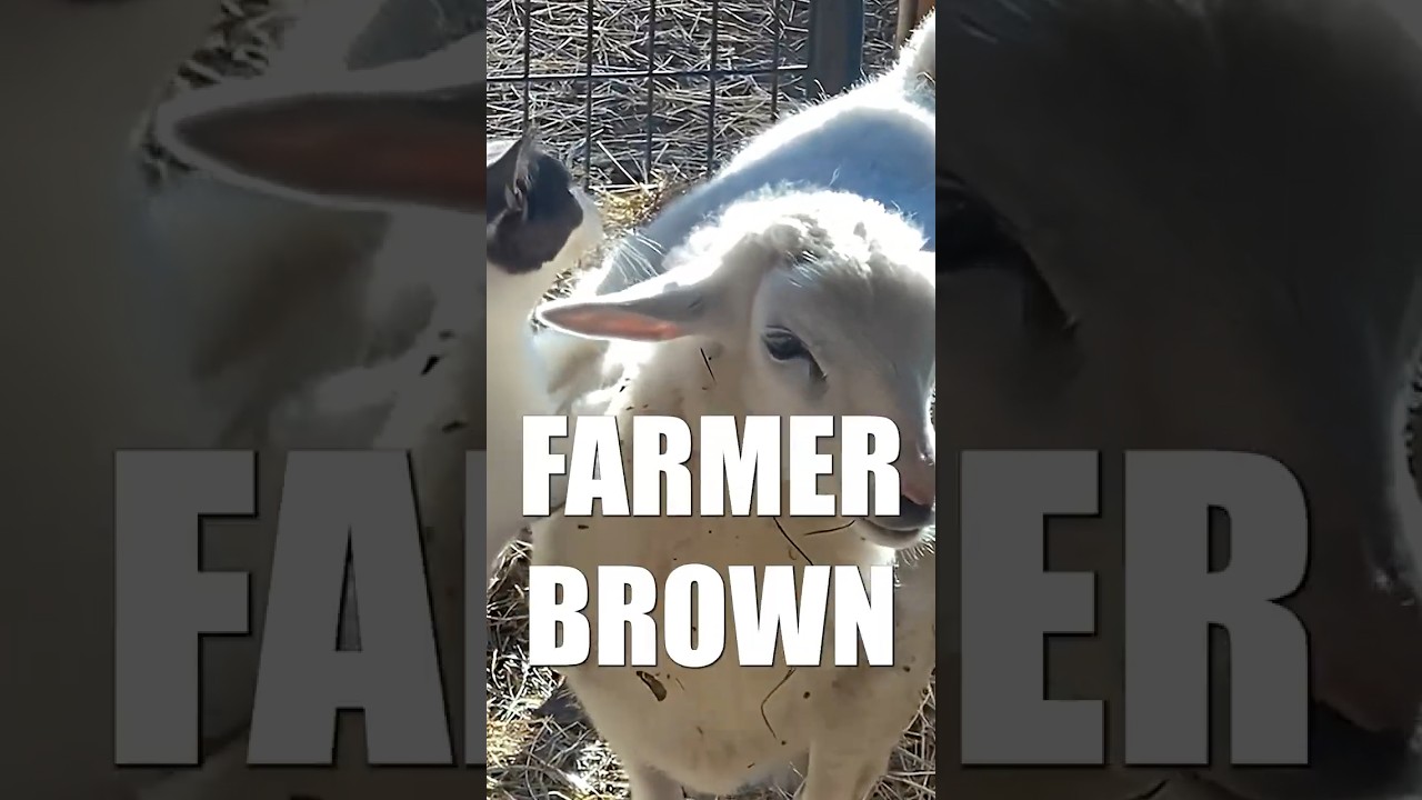 Creepy Cat Kneads Nervous Sheep 😳