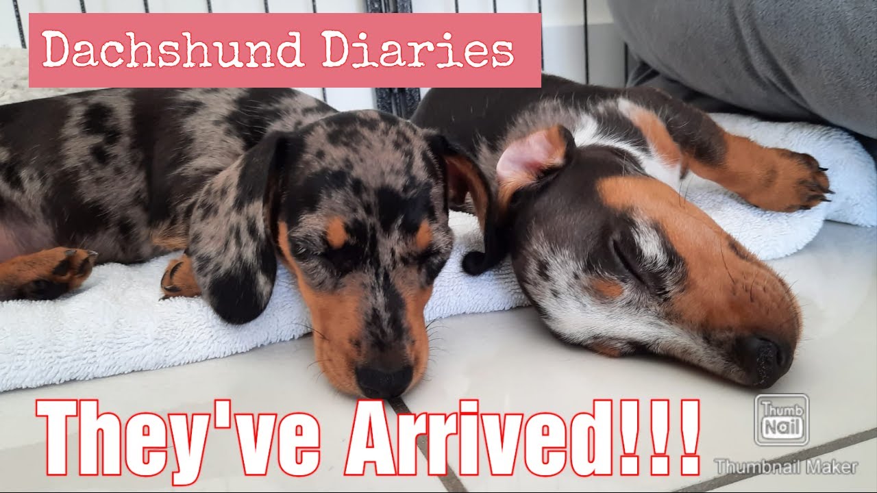Gracie and Sapphire Have Come Home | Collecting Our Two Dapple Dachshund Puppies | So Exciting!