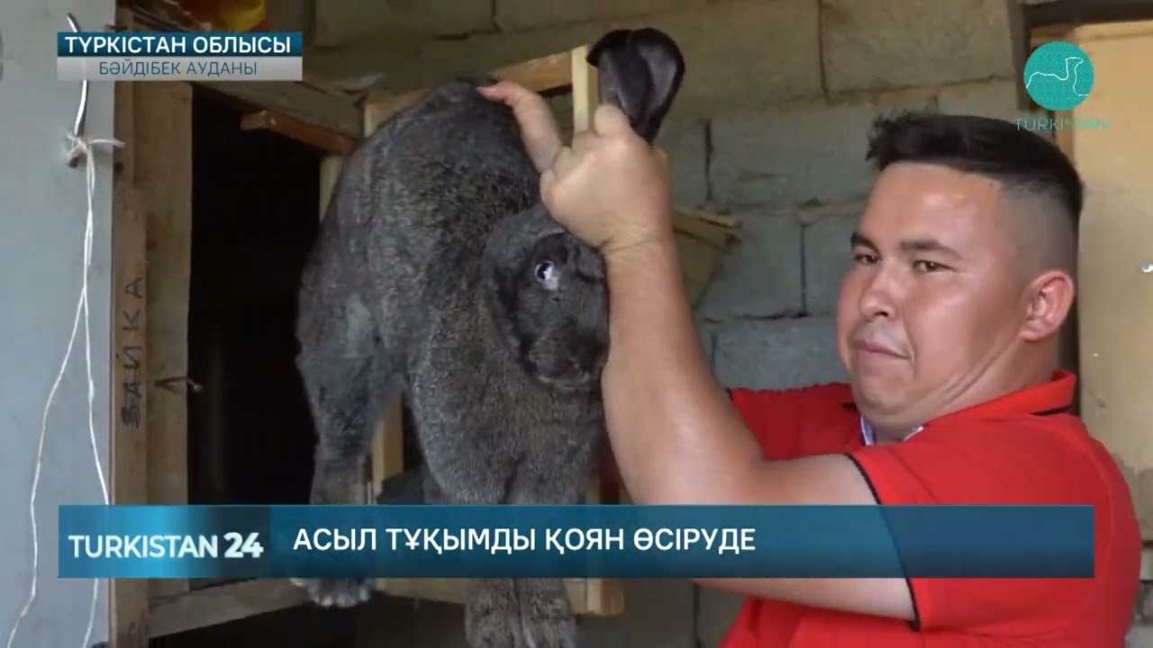 Бәйдібек ауданының тұрғыны асыл тұқымды қоян өсіруде