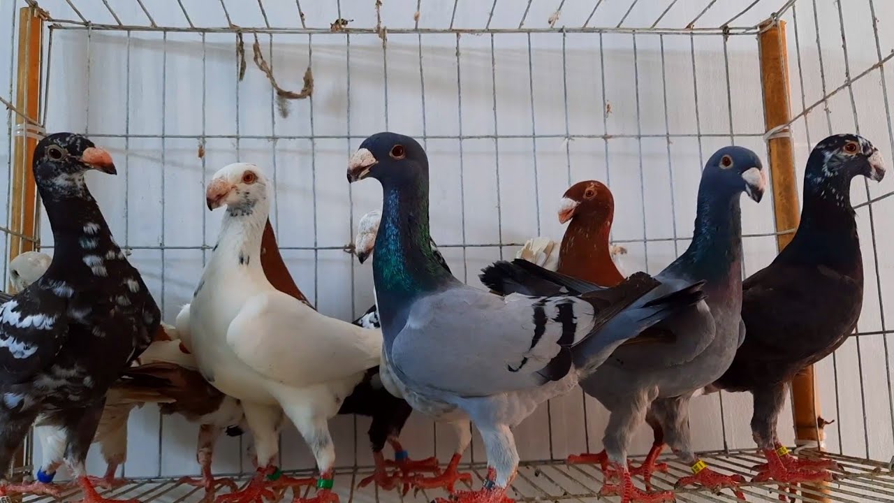 Pigeon farm & Fancy pigeons loft | Best quality pigeon breeds name collection