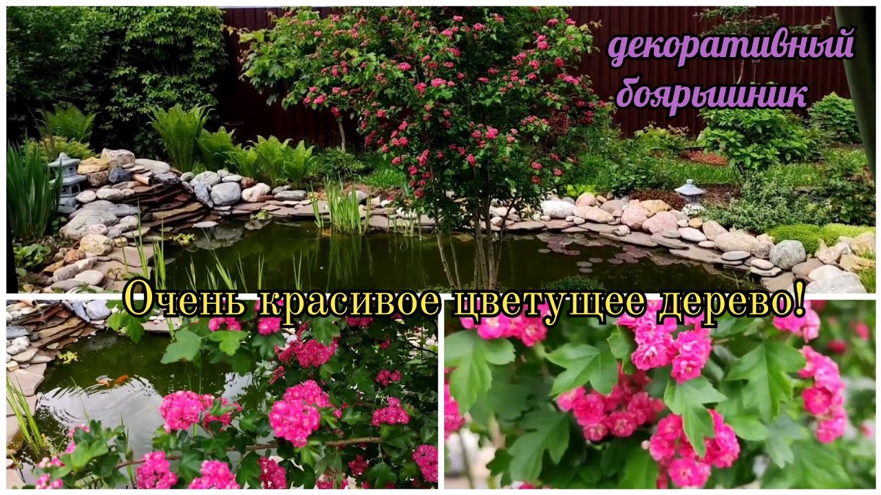 Боярышник Пауль Скарлет.  Обзор сорта. Цветение в саду