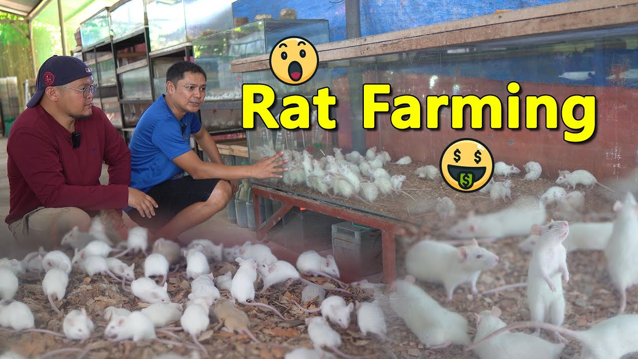 Rat Farming Magandang Negosyo