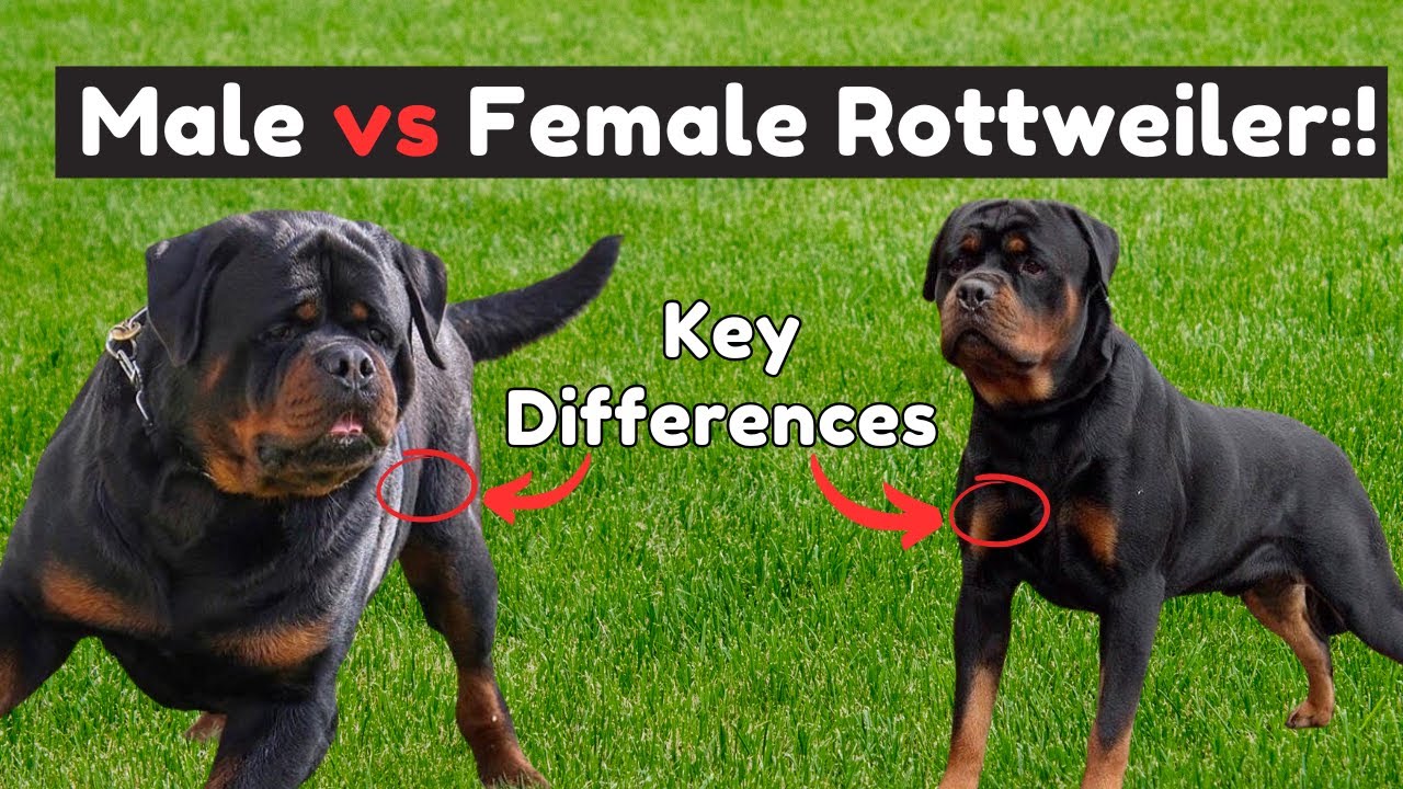 Male Vs Female Rottweiler: 7 Differences Between Them || Temperament Showdown