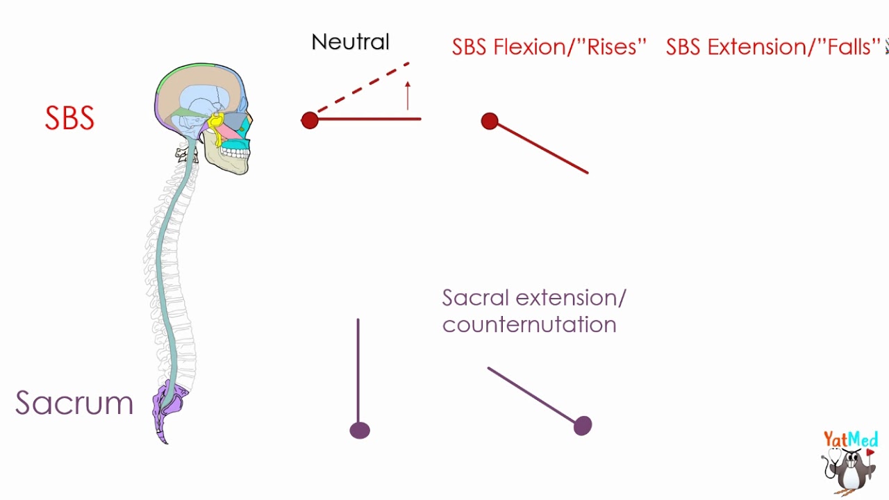SBS and Sacral Flexion and Extension