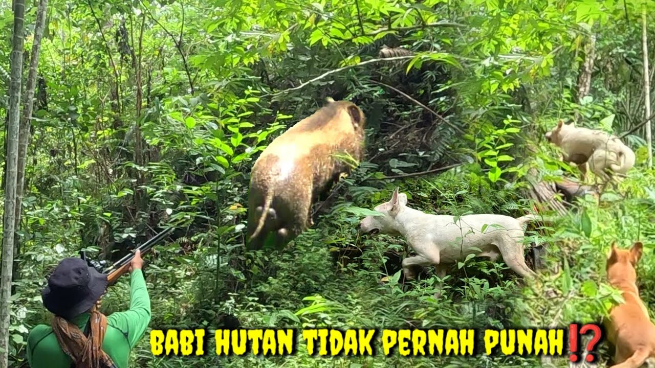 SETIAP HARI BERBURU NAMUN BABI HUTAN TIDAK PERNAH PUNAH | Wildboar hunting |